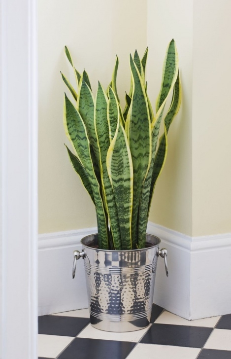 Best Indoor No Light Plants 7 Houseplants For Low Light Conditions Image 639