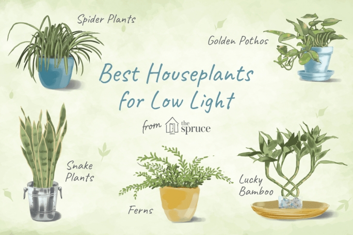 Best Indoor No Light Plants 7 Recommended Houseplants For Low-Light Conditions Image 487