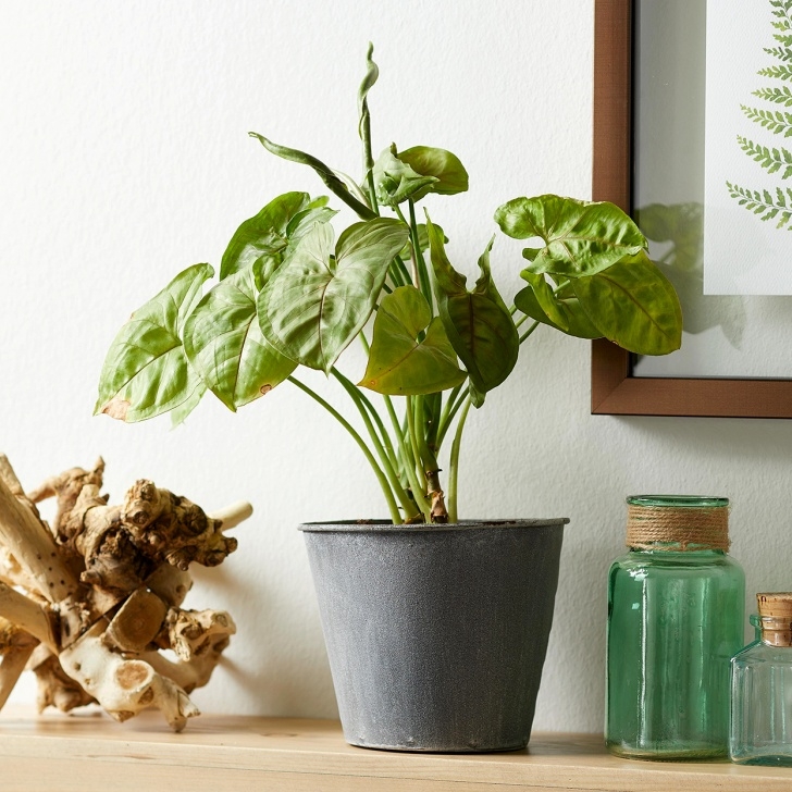 Best Indoor No Light Plants Indoor Plants For Low Light | Better Homes &amp; Gardens Image 343