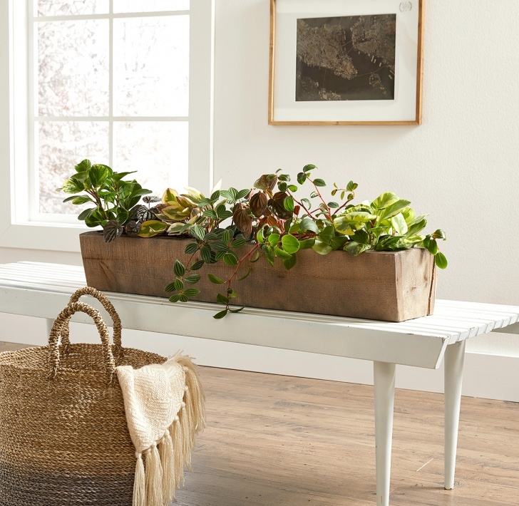 Best Indoor No Light Plants Indoor Plants For Low Light | Better Homes &amp; Gardens Image 784
