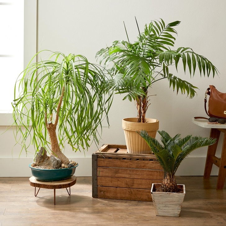 Best Indoor No Light Plants Indoor Plants For Low Light | Better Homes &amp; Gardens Photo 754
