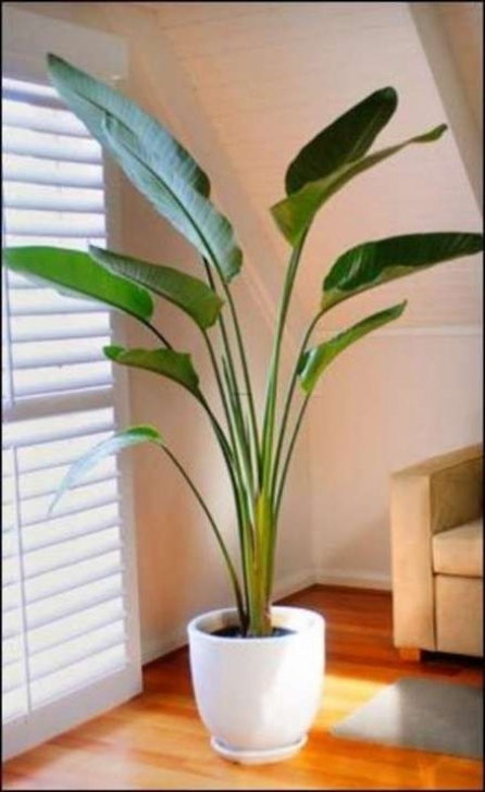 Best Indoor No Light Plants Plants Indoor Low Light No Sun 55 Best Ideas #Plants Photo 936