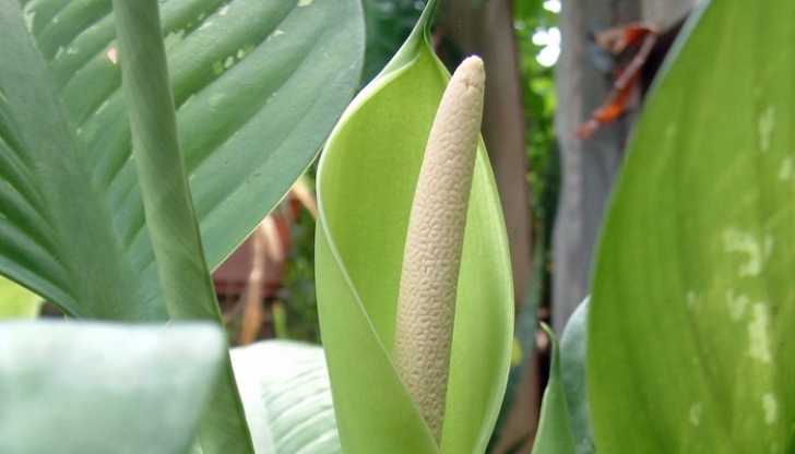 Best Indoor Plants For Shade 14 Best Indoor Shade Plants For Low-Light Rooms Image 510