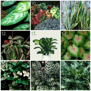 Best Indoor Plants For Shade 20 Gorgeous Indoor Shade House Plants | Plants, Plants Photo 740
