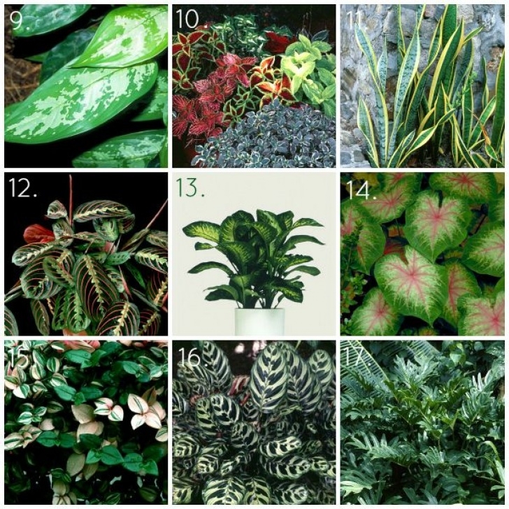 Best Indoor Plants For Shade 20 Gorgeous Indoor Shade House Plants | Plants, Plants Photo 740