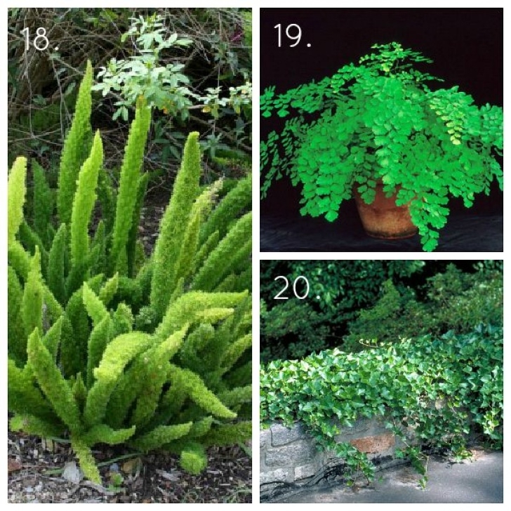 Best Indoor Plants For Shade 75 Best Indoor Shade Plants Images On Pinterest | Green Photo 577