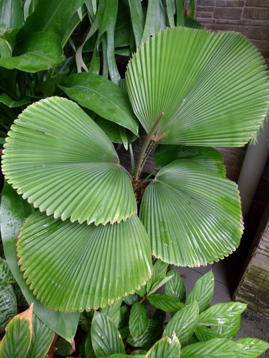 Best Indoor Plants For Shade Any Room: Parasol Palm | Garden Parasols, Shade Plants, Plants Photo 807