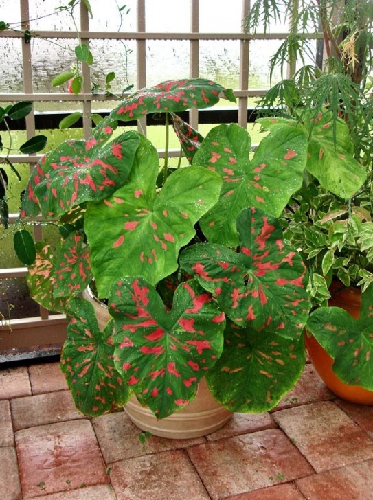 Best Indoor Plants For Shade Beautiful Pot Of "Florida Beauty" Caladiums | Plants Photo 609