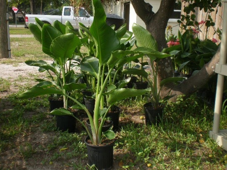 Best Indoor Plants For Shade Heyplantman! Exotic Tropical Plants From St. Pete Fl: Sat Picture 909