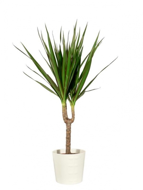 Best Indoor Plants For Shade Indoor Plants For Shade [Slideshow] Photo 747