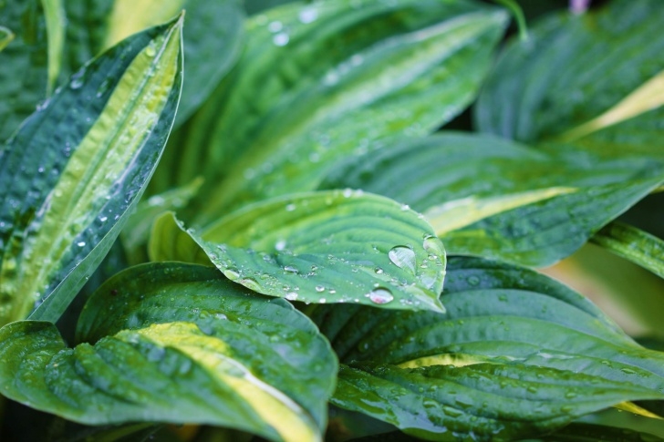 Best Indoor Plants For Shade The 7 Best Shade Plants To Add To Your Garden | House Method Image 917