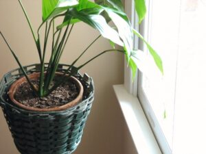 Best Indoor Potted Plants Plant | Free Stock Photo | Indoor Potted Plant | # 279 Photo 399 Best Indoor Potted Plants Plant | Free Stock Photo | Indoor Potted Plant | # 279 Photo 399