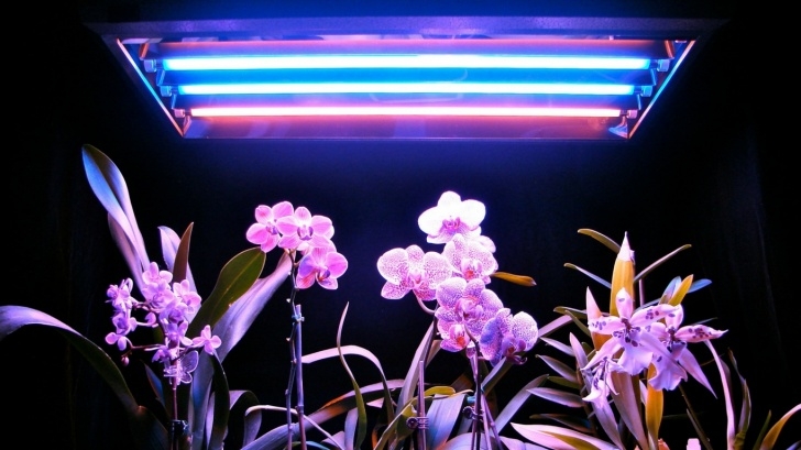 Best Led Grow Lights For Indoor Plants 10 Best Led Grow Lights To Help Your Plants Flourish - Aw2K Photo 168
