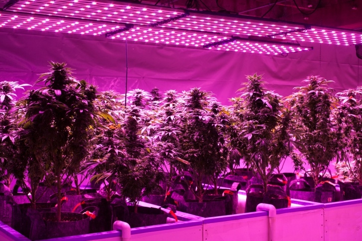 Best Led Grow Lights For Indoor Plants 7 Best Led Grow Lights 2018 Photo 028