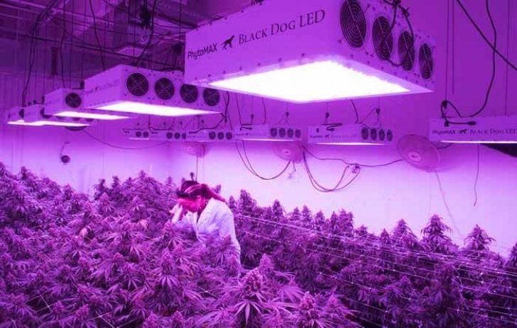 Best Led Grow Lights For Indoor Plants Best Led Grow Lights In 2020: Top 10 Reviews & Buyer'S Guide Image 087