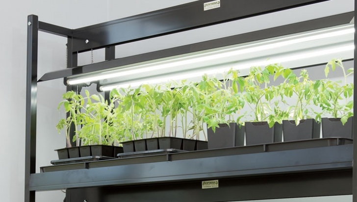 Best Led Grow Lights For Indoor Plants Gardening Under Grow Lights | Gardener'S Supply Picture 433