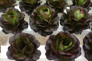 Best Lettuce To Grow Best Lettuces To Grow | Garden Culture Magazine Image 654
