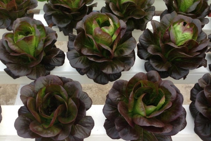 Best Lettuce To Grow Best Lettuces To Grow | Garden Culture Magazine Image 654