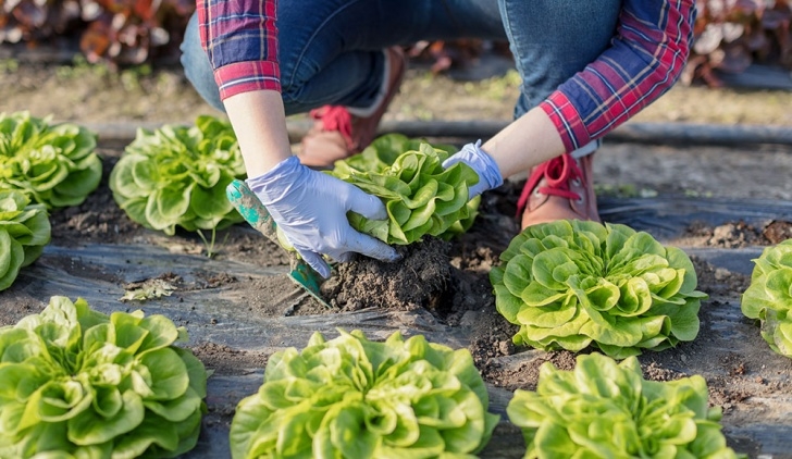 Best Lettuce To Grow Growing Lettuce: A Guide To Planting &amp; Harvesting Lettuce Image 232