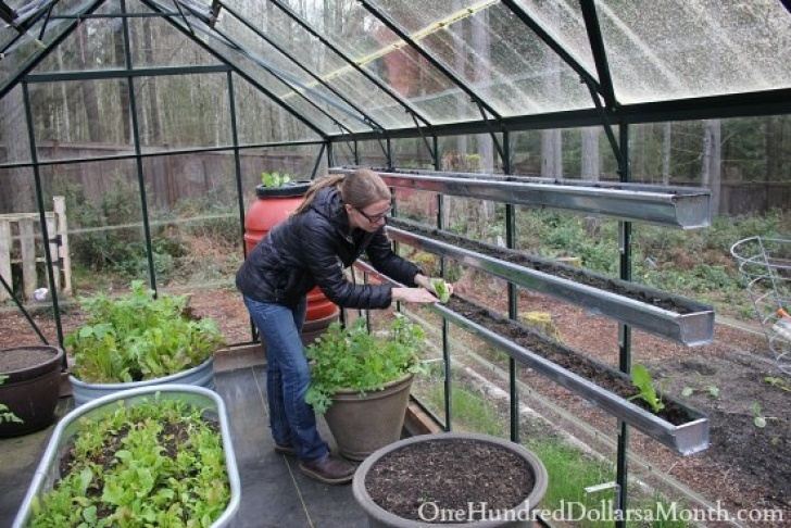Best Lettuce To Grow Growing Lettuce In Gutters - One Hundred Dollars A Month Photo 644