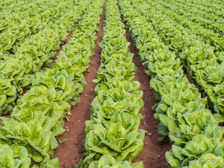 Best Lettuce To Grow How Do I Grow Iceberg Lettuce? (With Pictures) Photo 278