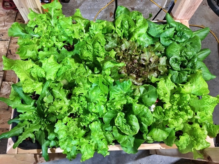 Best Lettuce To Grow How To Grow Hydroponic Lettuce | Nosoilsolutions Picture 781
