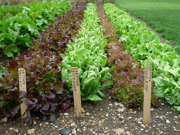 Best Lettuce To Grow How To Grow Lettuce From Seed |The Garden Of Eaden Photo 086