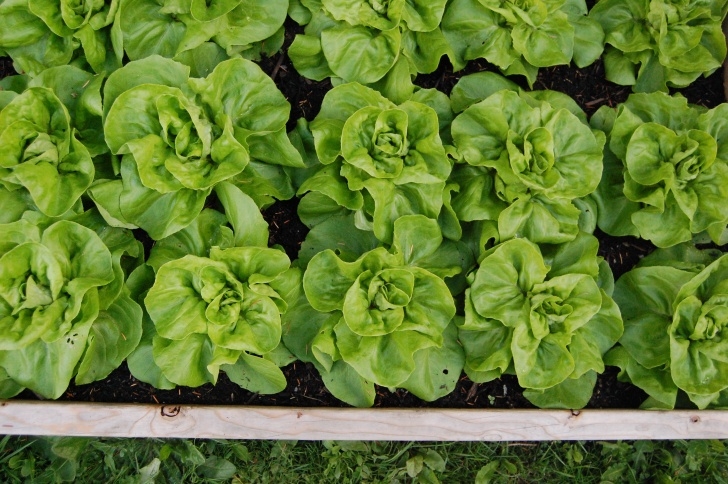 Best Lettuce To Grow I Grew That! And Then I Cooked It! | I Made That! Image 662
