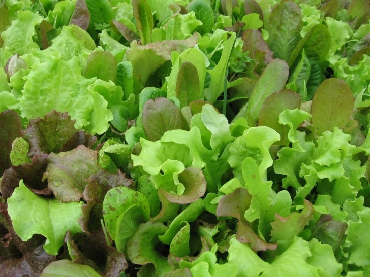 Best Lettuce To Grow In My Kitchen Garden: Lettuce And Arugula In The Garden Photo 438