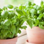 Best Lettuce To Grow Indoors 17 Easiest Vegetables To Grow Indoors For A Harvest All Image 939
