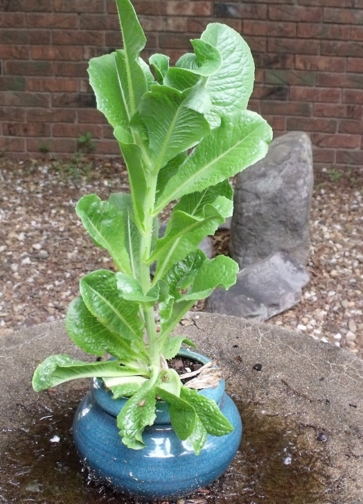 Best Lettuce To Grow Stitchinbythelake: A Little Ramdomness Photo 968