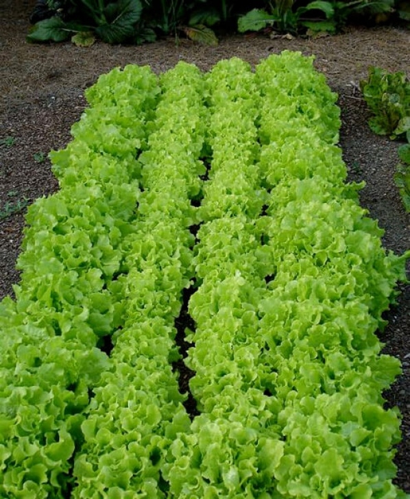 Best Lettuce To Grow The Best Vegetables To Grow To Save Money | Bonnie Plants Image 334