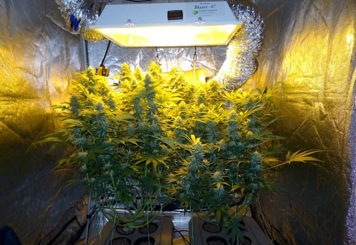 Best Light Bulb For Growing Plants How Far Should Grow Lights Be From Cannabis Plants? | Grow Photo 538