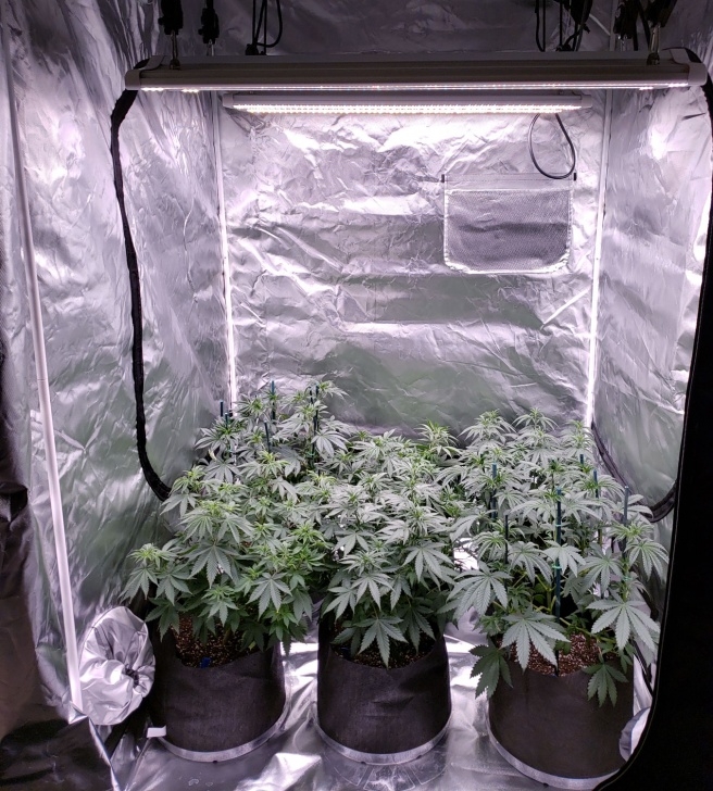 Best Light Bulb For Plants Which Led Grow Lights Are Best For Growing Cannabis Picture 994