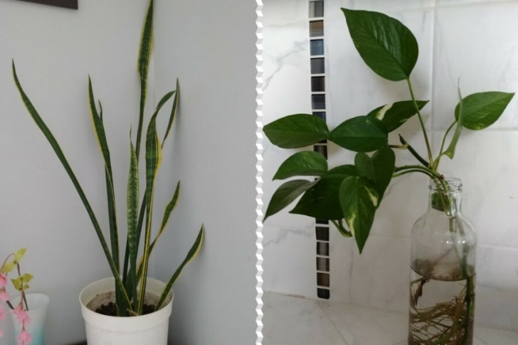 Best Light For Indoor Plants 15 Best Indoor Plants That Thrive In Low Light Photo 547