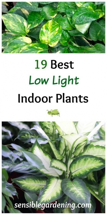 Best Light For Indoor Plants 19 Best Low Light Indoor Plants | Indoor Plants Low Light Picture 920
