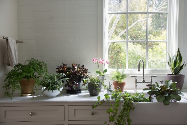 Best Light For Indoor Plants Best Houseplants: 9 Indoor Plants For Low Light - Gardenista Image 569