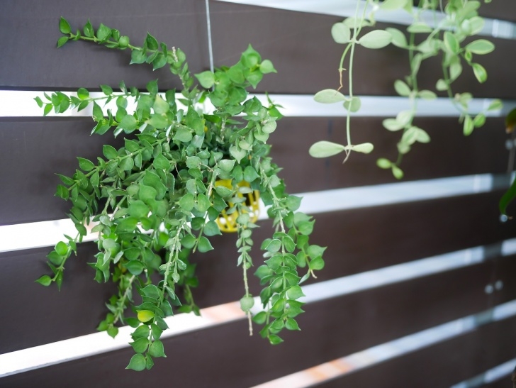 Best Light For Indoor Plants Low Light Plants - Popular Indoor Hanging Plants For Low Light Photo 453