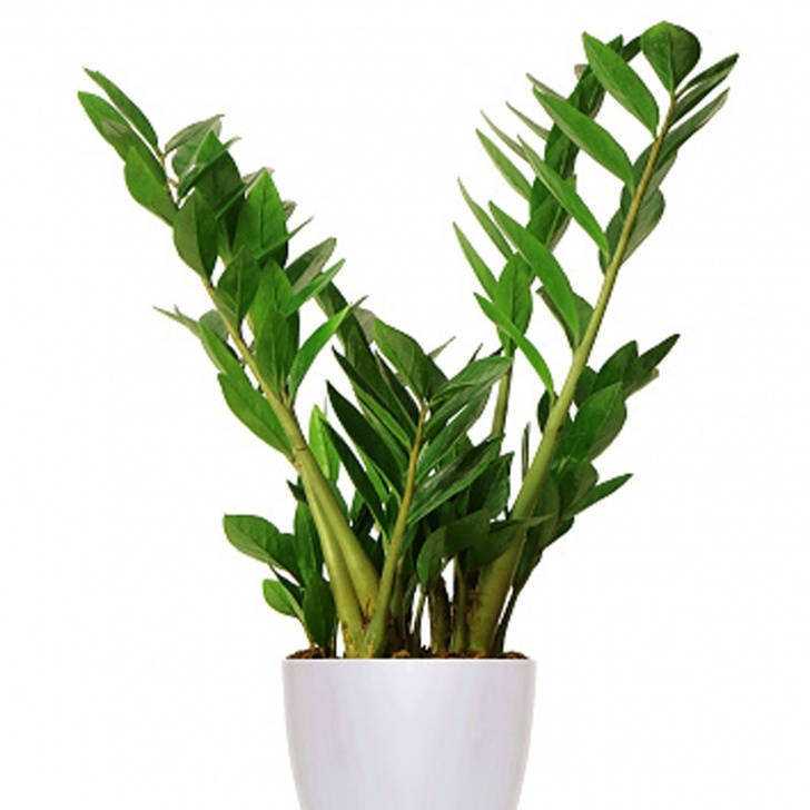 Best Light For Plants 10 Best Houseplants For Low Light - Sunset Magazine Image 413