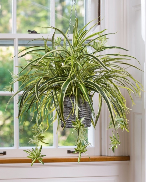 Best Light For Plants 15 Best Low Light Indoor Plants | Hanging Plants, Best Photo 917