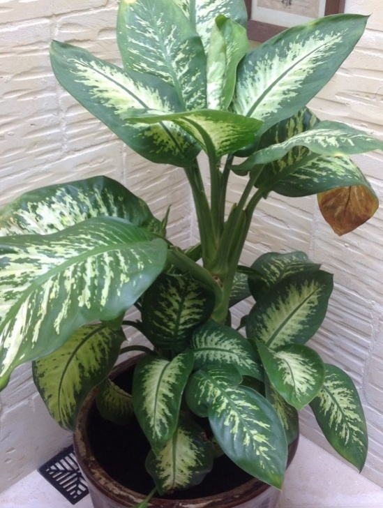 Best Light For Plants 15 Best Low Light Indoor Plants Picture 689