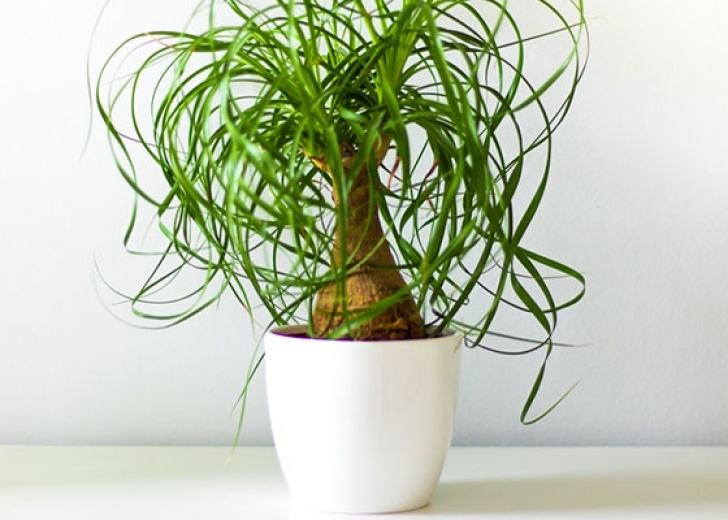 Best Light For Plants 7 Best Houseplants For Low Light | Garden Club Picture 189