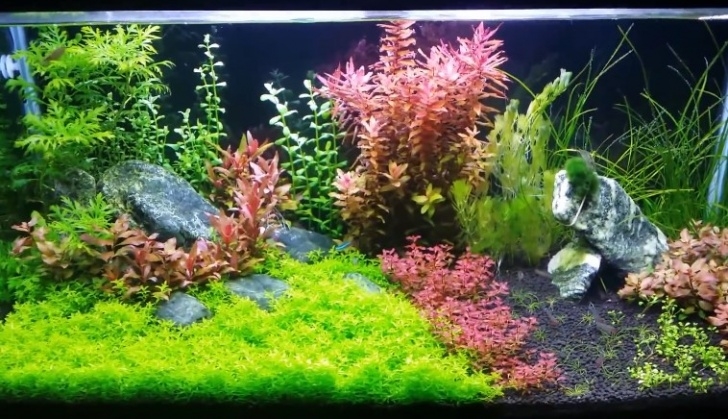 Best Light For Plants 7 Best Led Lights For Planted Tank - (2018 Reviews) &amp; Guide Photo 099
