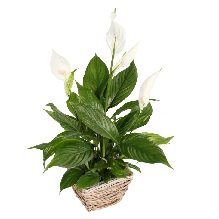 Best Light For Plants 7 Low Light Plants For Any Room In The House Picture 932
