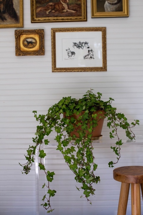 Best Light For Plants Best Houseplants: 9 Indoor Plants For Low Light - Gardenista Picture 676