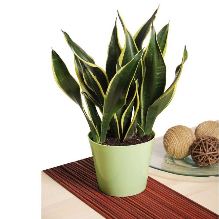 Best Light For Plants Pokok Hiasan Yang Sesuai Di Dalam Rumah |Myrokan Picture 770
