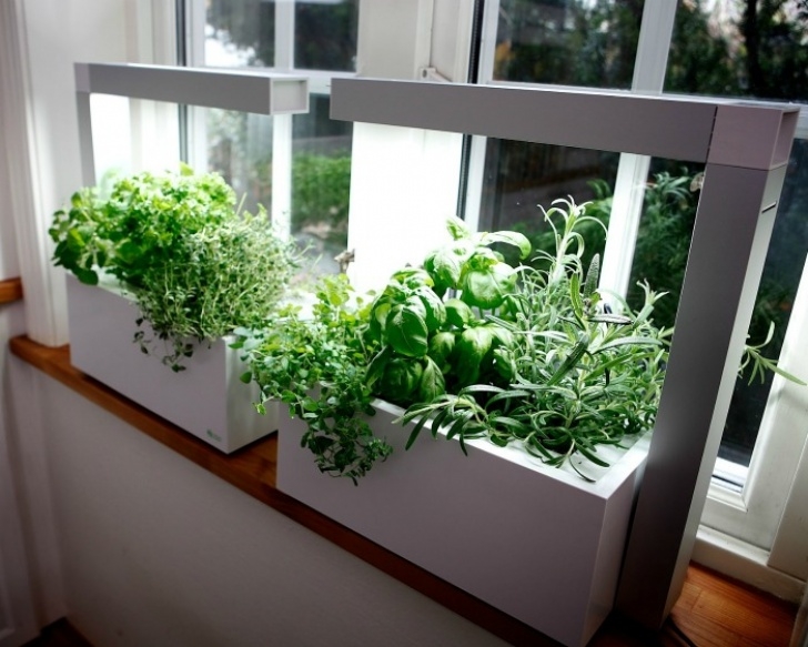Best Light To Grow Plants Growing Herbs Indoors - How To Grow Herb Plants Indoors Inside Photo 573