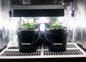 Best Light To Grow Plants How Far Should Grow Lights Be From Cannabis Plants? | Grow Photo 601