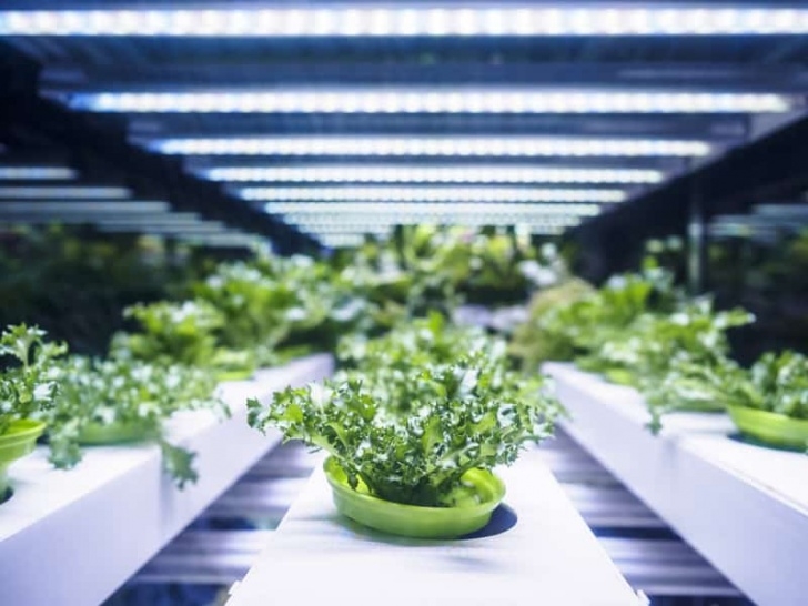 Best Light To Grow Plants The Ultimate Guide To The Best Led Grow Lights For Indoor Image 392