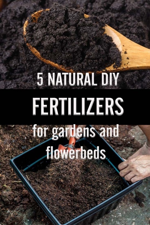 Best Natural Fertilizer For Vegetable Garden 5 Natural Diy Fertilizers For Your Garden And Flowerbeds Photo 792